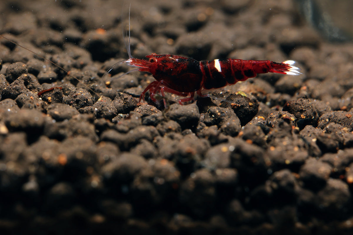 Crevette King Kong rouge (1 Stripe) / Red king kong One stripe - NageoireBleue