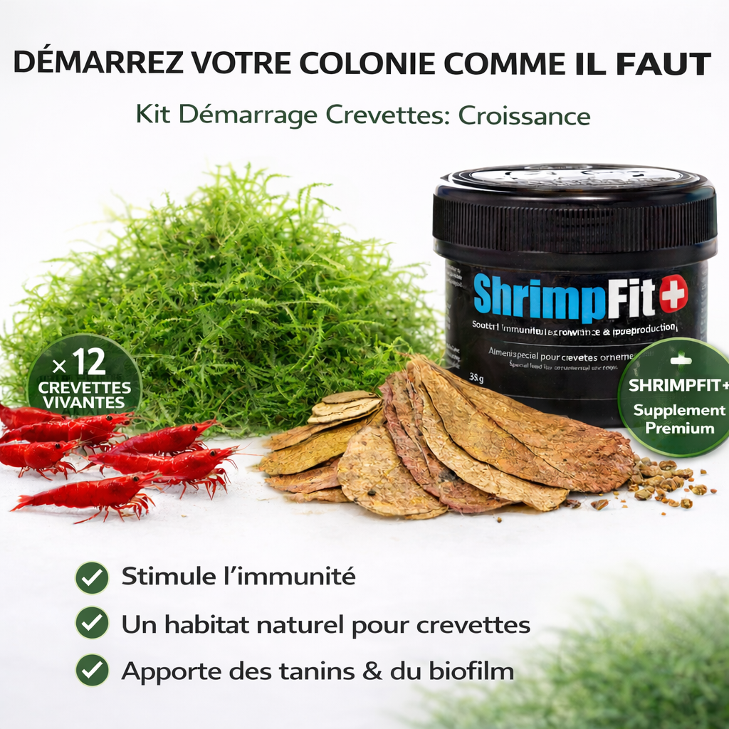 Combos Crevette Rouge Bloody Ma - NageoireBleue