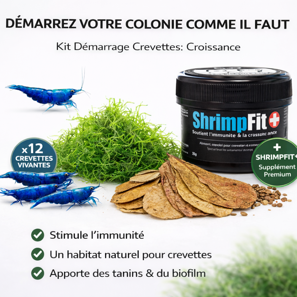 Combos Crevette Bleues - NageoireBleue