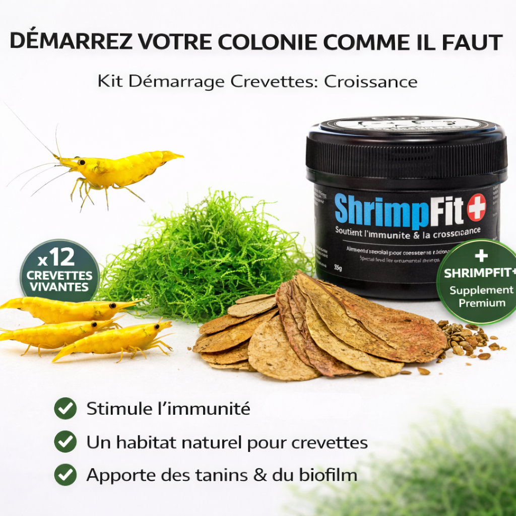 Combos crevettes Jaunes - NageoireBleue