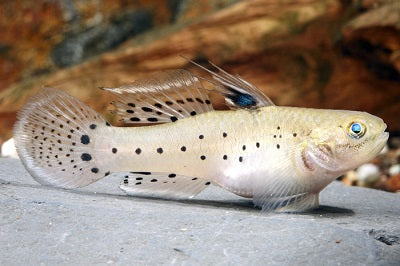"Knight Goby" (Stigmatogobius sadanundio)