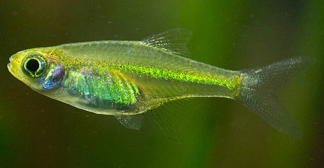 Combo Rasbora Kubotai Vert - NageoireBleue