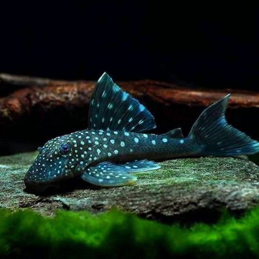 Pleco L128 - NageoireBleue