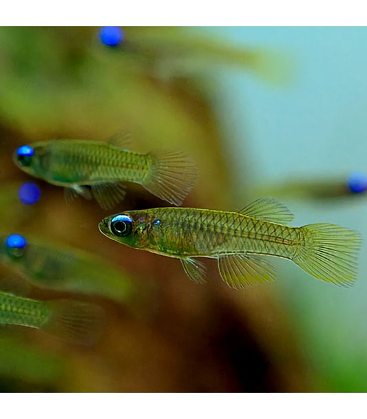 Norman's Lampeye Killifish (Livraison seulement) - NageoireBleue