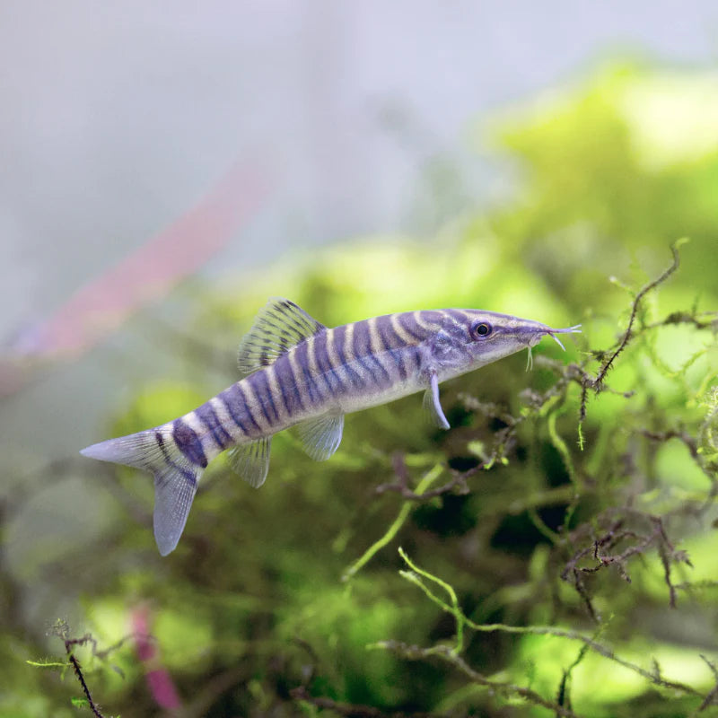 Loche Tigre - NageoireBleue