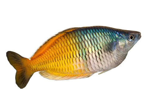 Rainbow Boesemani Large Male (5-6 Pouce)