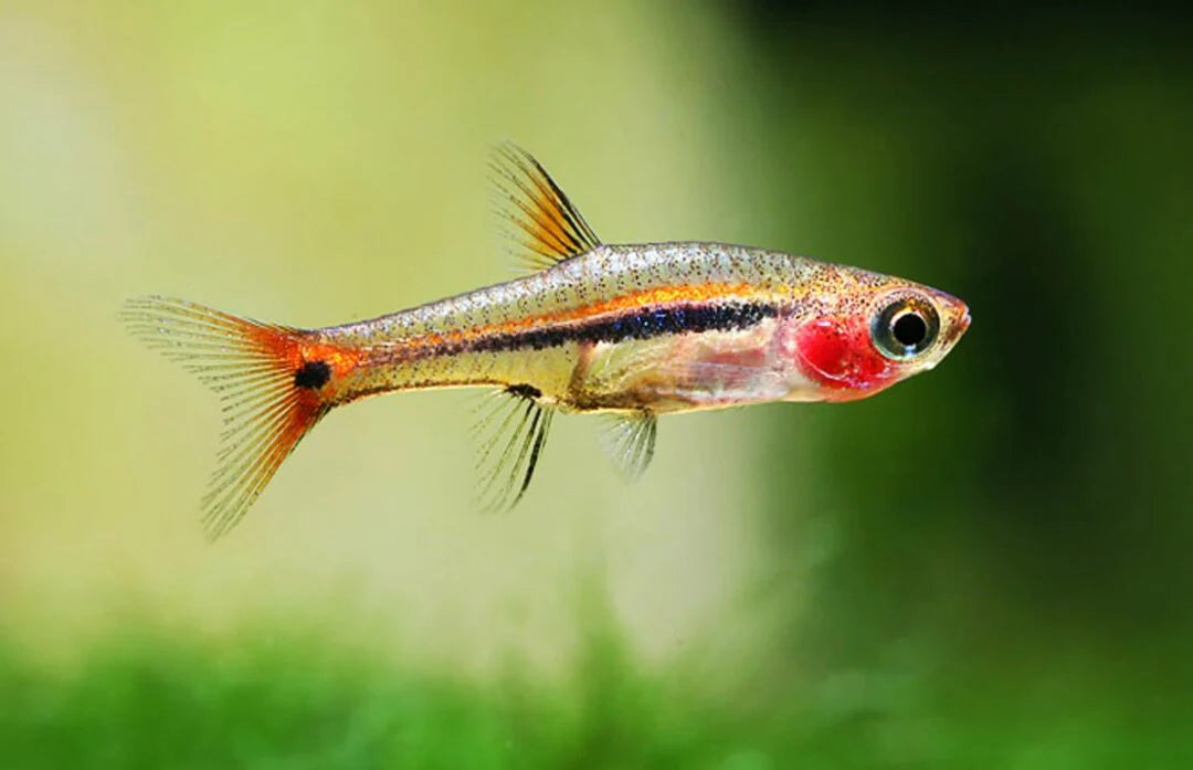 Combo Rasbora Point d’Exclamation (Boraras urophthalmoides) - NageoireBleue