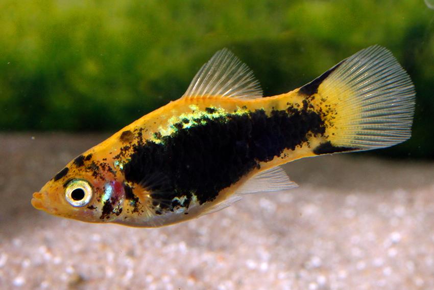 Platy Yellow Tuxedo Comet