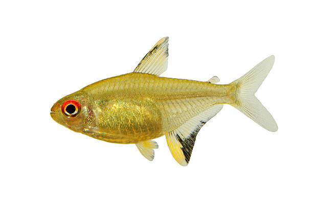 Combo Tetra Lime - NageoireBleue