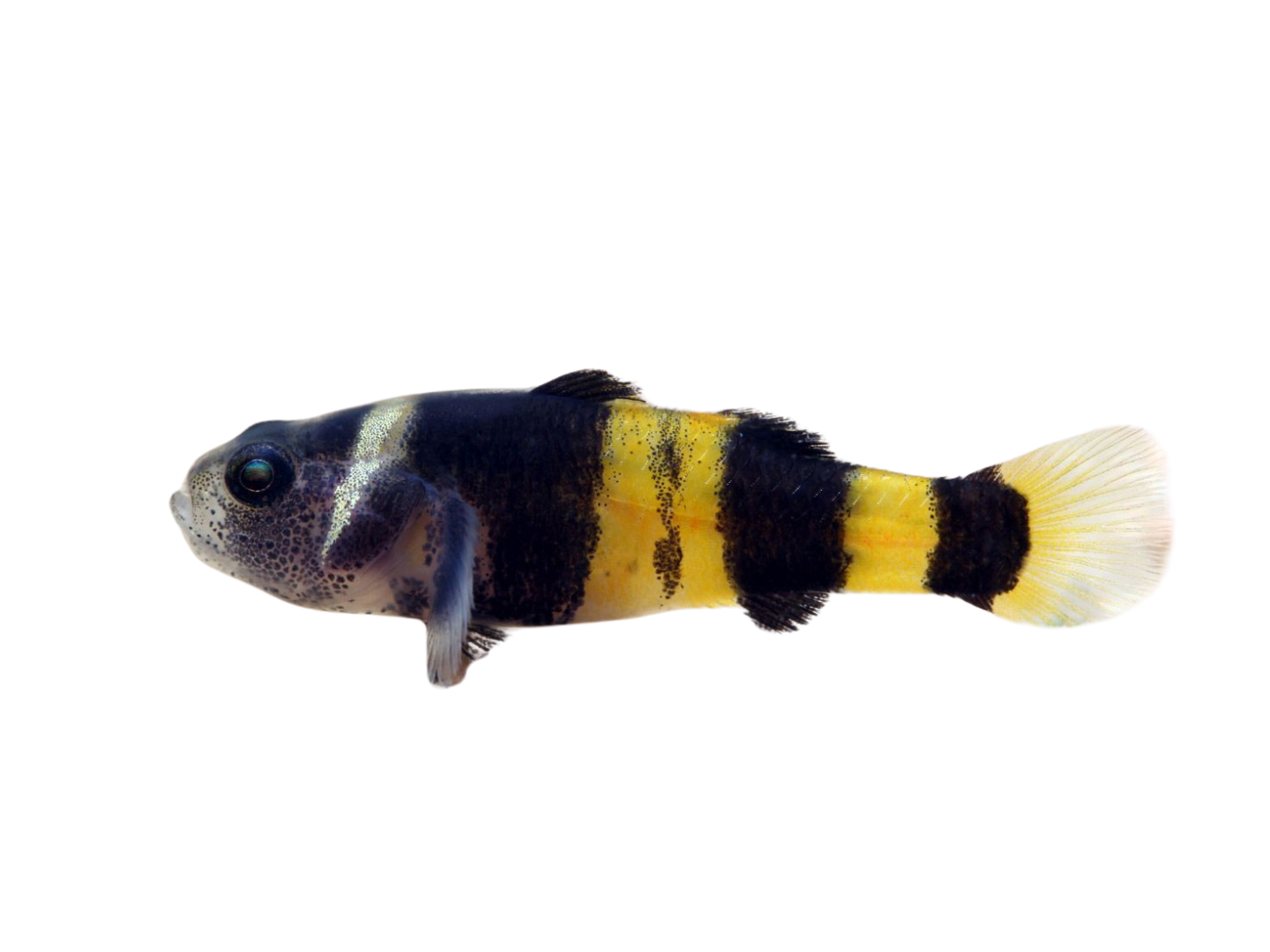 Goby Bumble Bee - NageoireBleue
