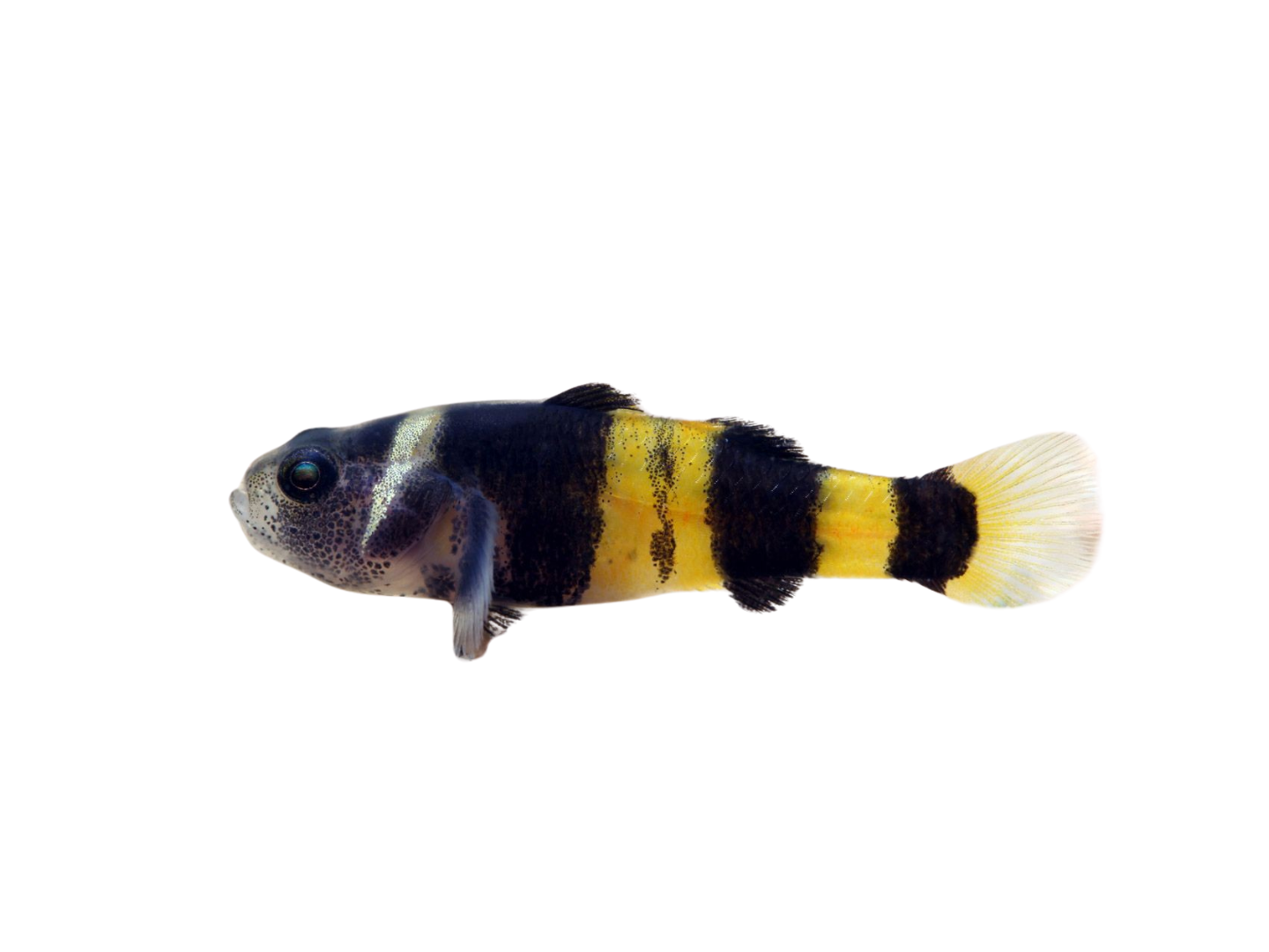 Goby Bumble Bee - NageoireBleue