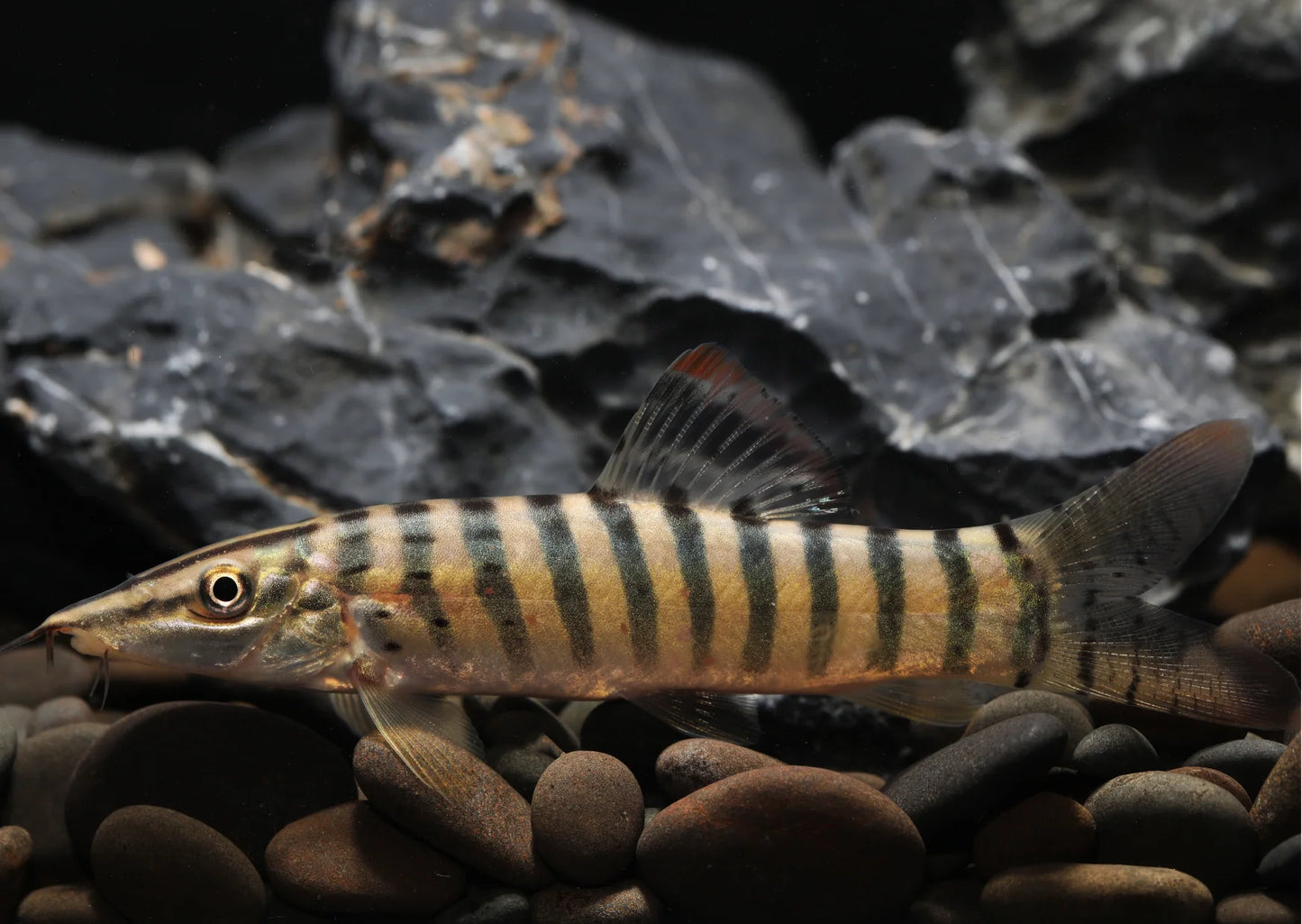 Loche Tigre - NageoireBleue