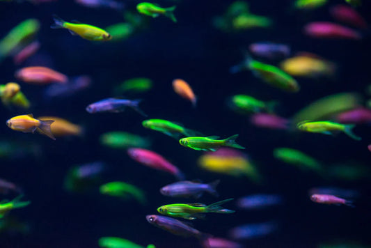 Danio Glo à LONGUES NAGEOIRES - NageoireBleue