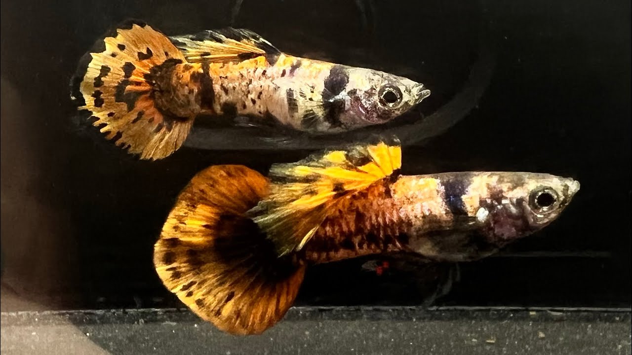 Guppy "Magenta tigré" En paire - NageoireBleue