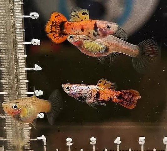 Guppy "Magenta tigré" En paire - NageoireBleue
