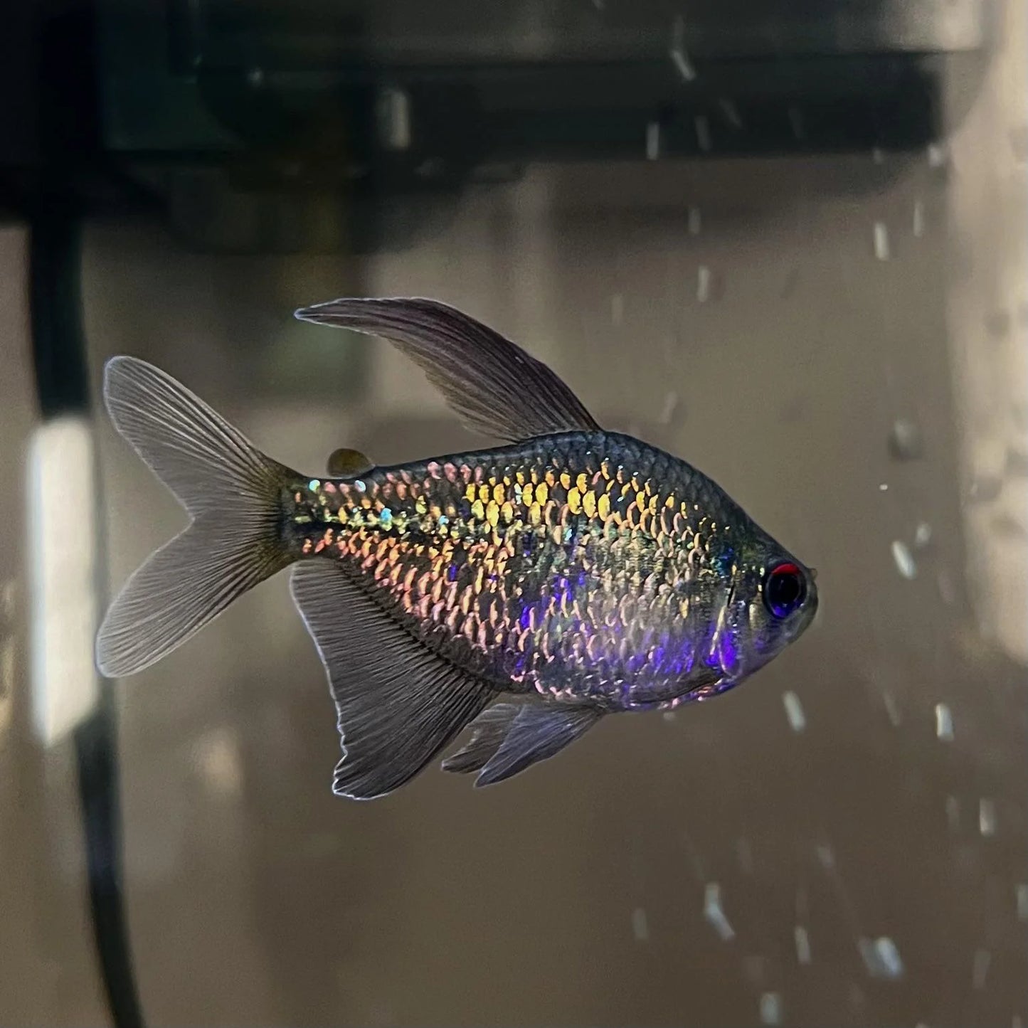 Black Diamond Tetra