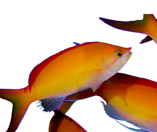 REDFIN ANTHIAS/Pseudanthias Dispar MALE - NageoireBleue