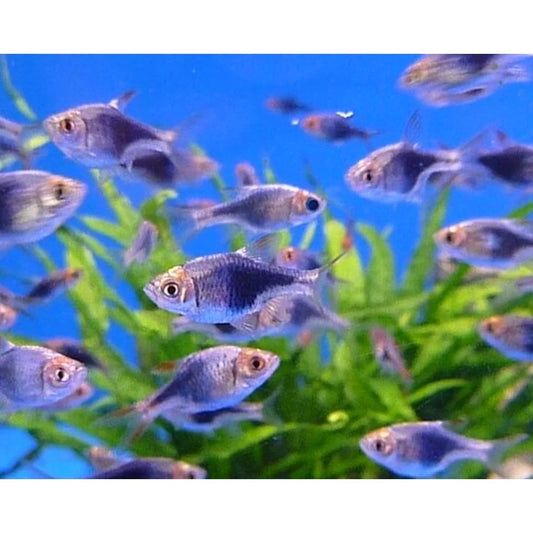 Rasbora Harlequin Mauve - NageoireBleue