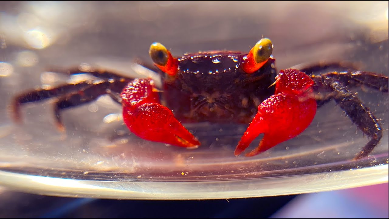 Crabe Geosesarma ( PLusieurs couleurs disponibles ) - NageoireBleue