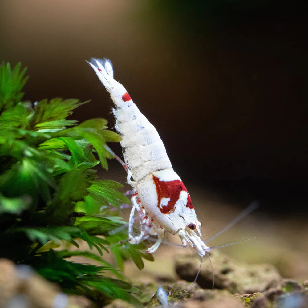 Crevette caridina rouge lignée Pure Mosura - NageoireBleue