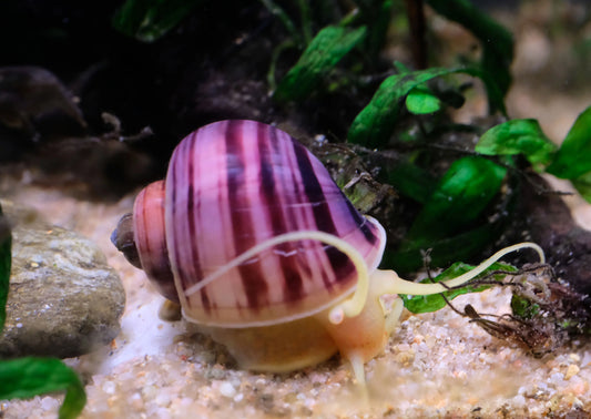 Escargots mystère - NageoireBleue