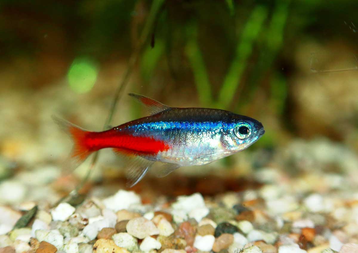 Neon Tetra (Paracheirodon innesi)