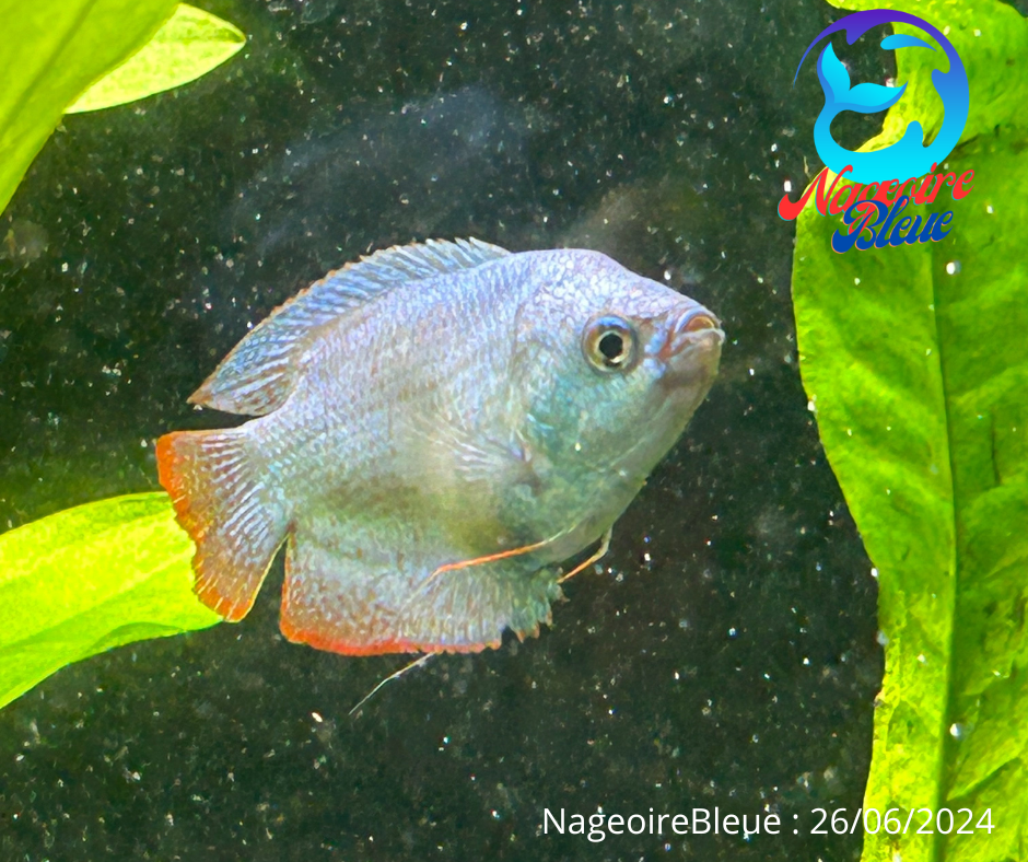 Gourami neon nain bleu cobalt - NageoireBleue