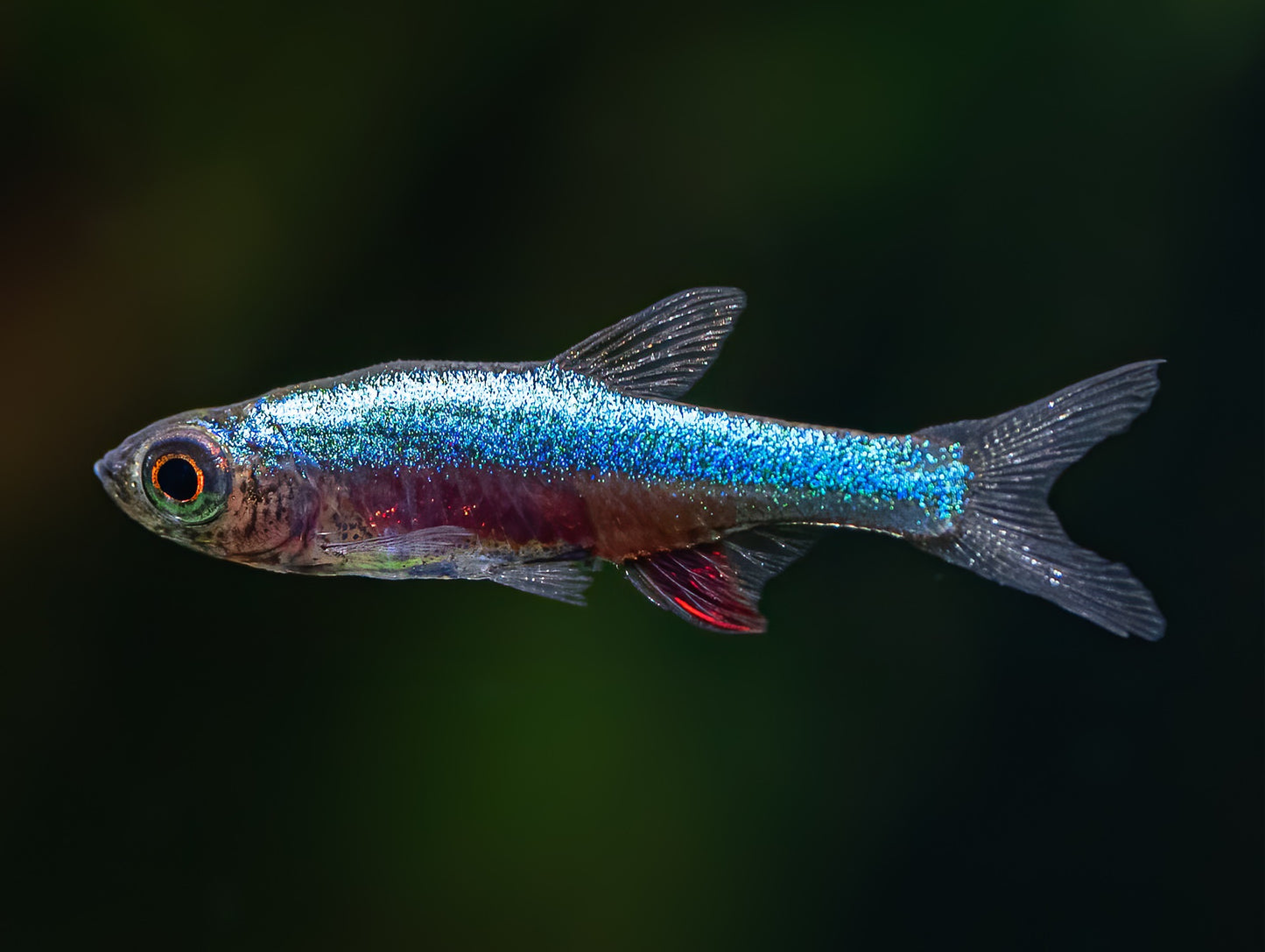 Neon blue rasbora (Sundadanio axelrodi) - NageoireBleue
