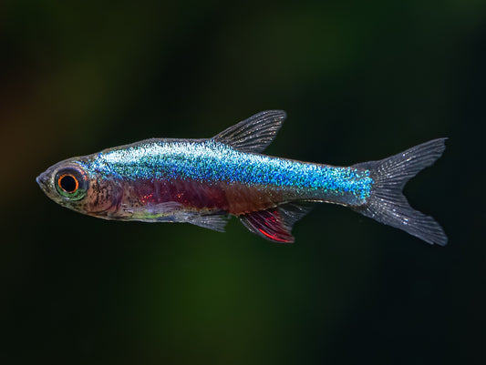 Neon blue rasbora (Sundadanio axelrodi)