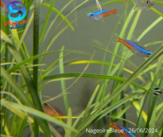 Neon Tetra (Paracheirodon innesi) - NageoireBleue
