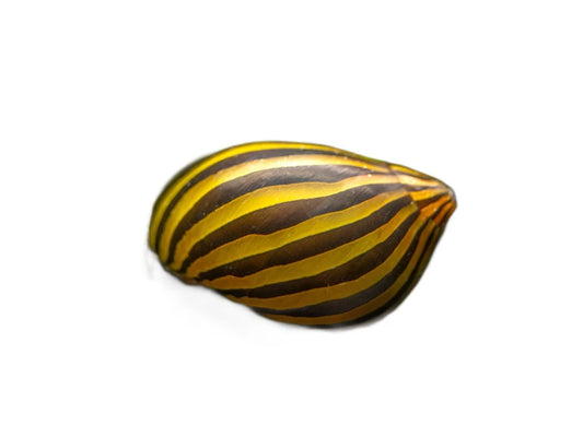 Escargot/Snail zebra (Nerite) - NageoireBleue