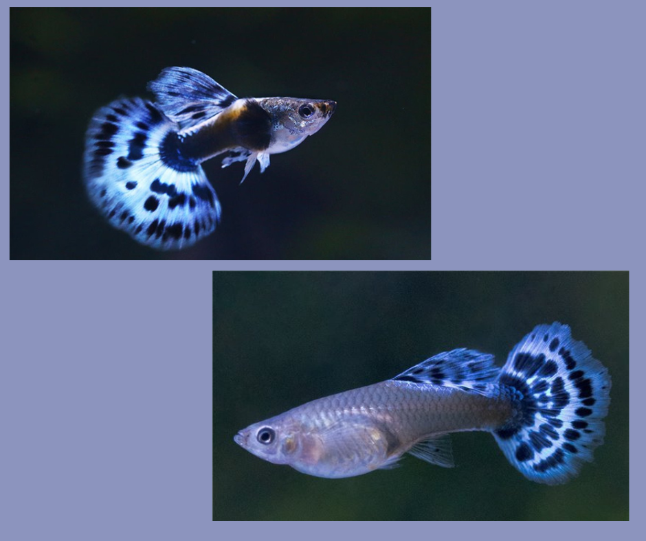 Guppy "blue ivory bumbo ear" En paire - NageoireBleue