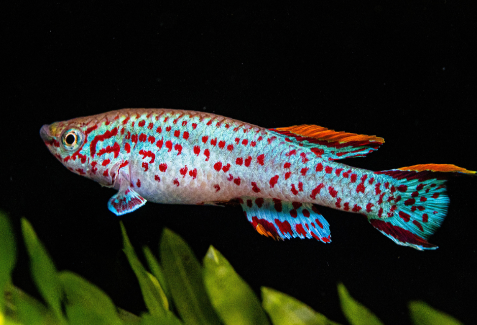 Rainbow Killifish - NageoireBleue