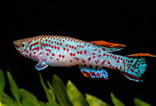 Rainbow Killifish