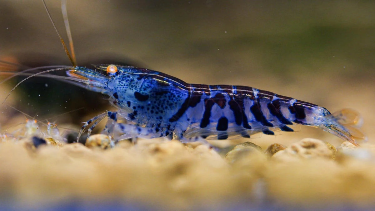 Crevette Orange Eye Blue Tiger - NageoireBleue