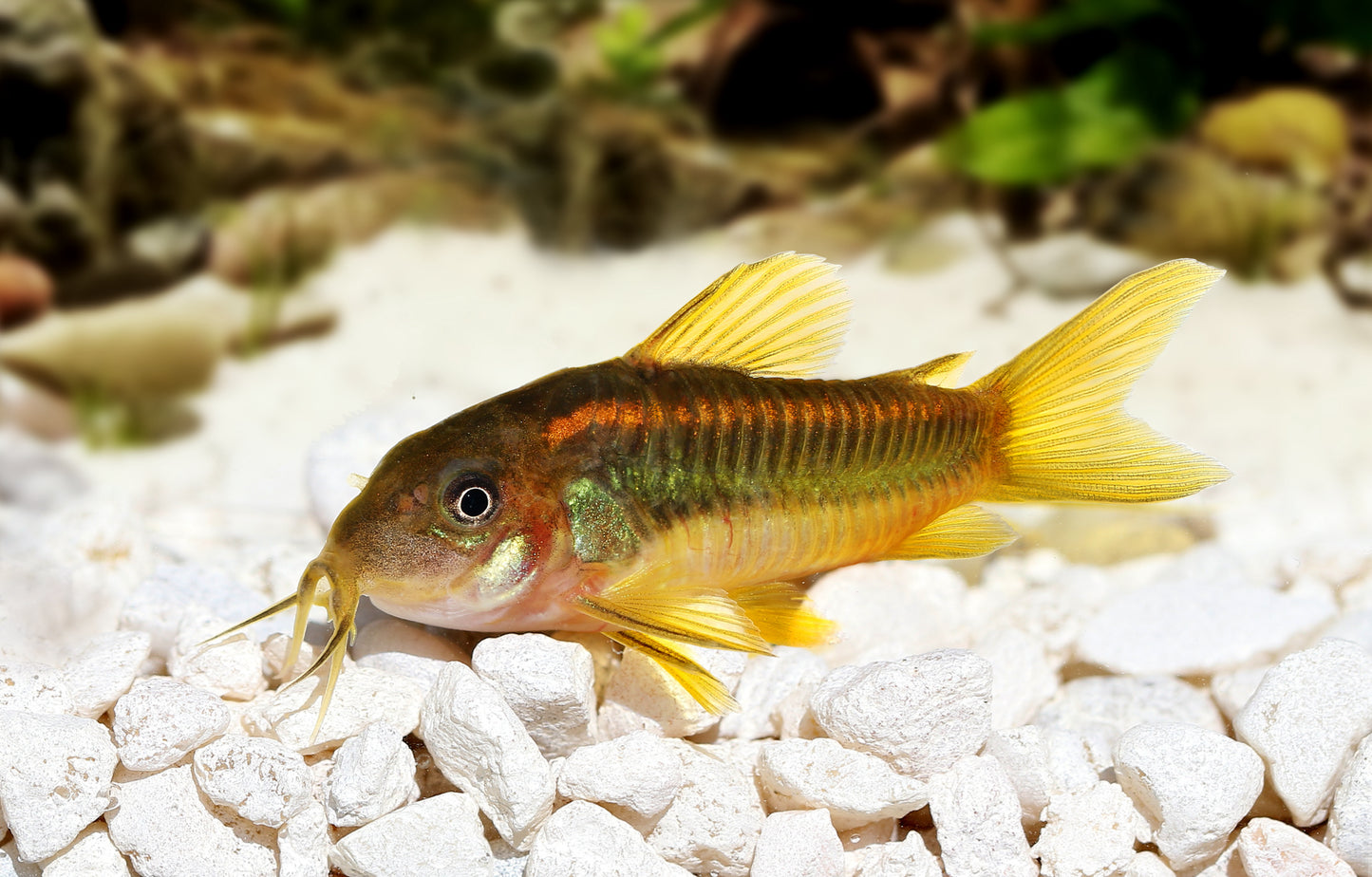 Corydoras Orange Laser (Corydoras sp. CW010)