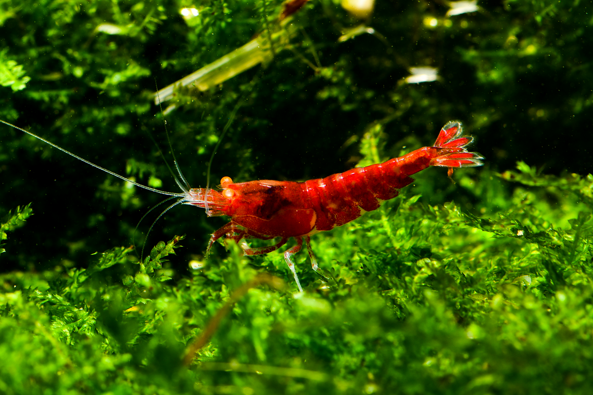 Crevette Orange Eye Red Diamond - NageoireBleue