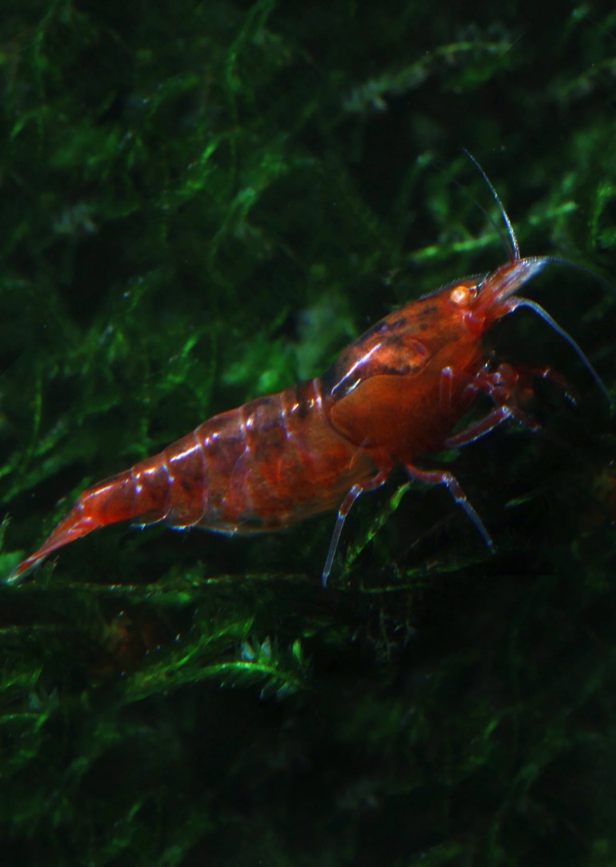 Crevette Orange Eye Red Diamond - NageoireBleue