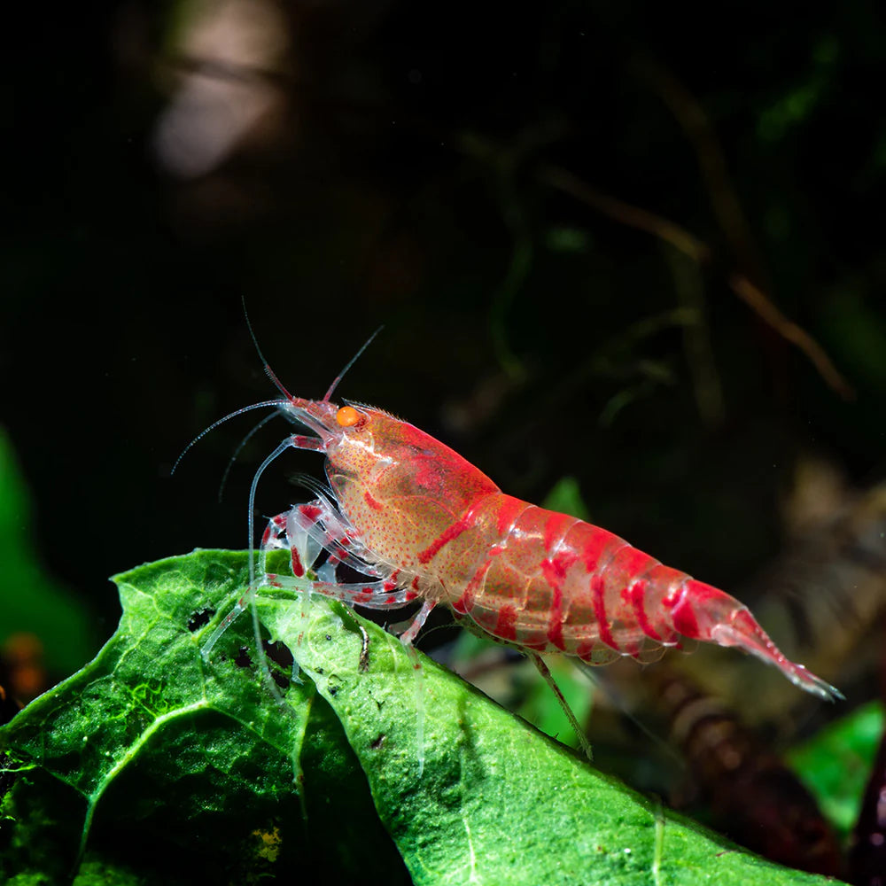 Orange eye red tiger shrimp - NageoireBleue