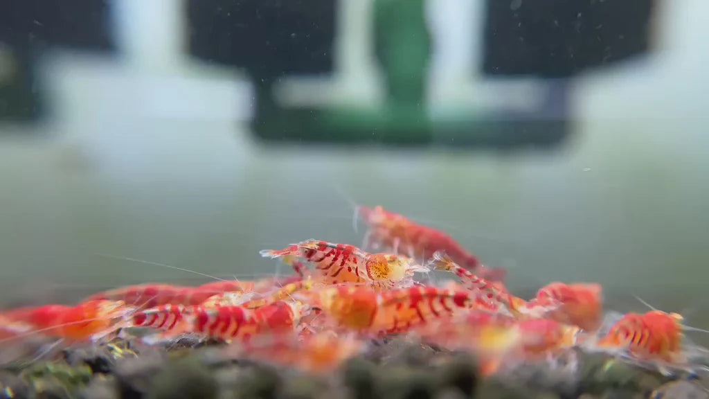 Orange eye red tiger shrimp - NageoireBleue