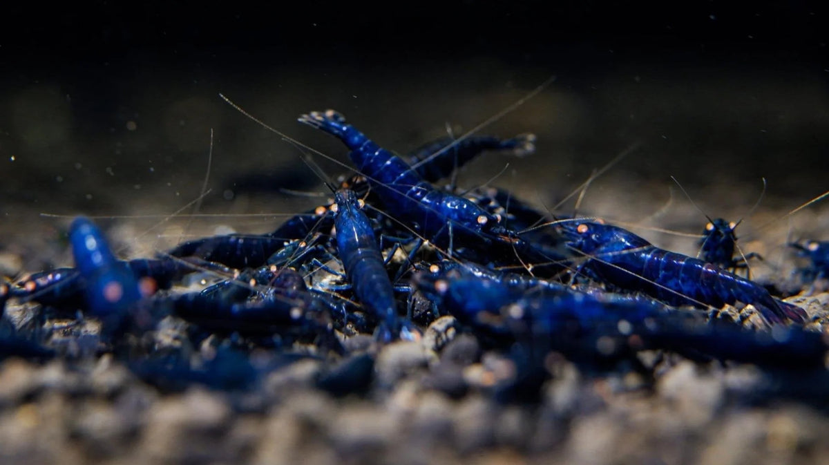 Crevette Orange Eye Royale Blue - NageoireBleue