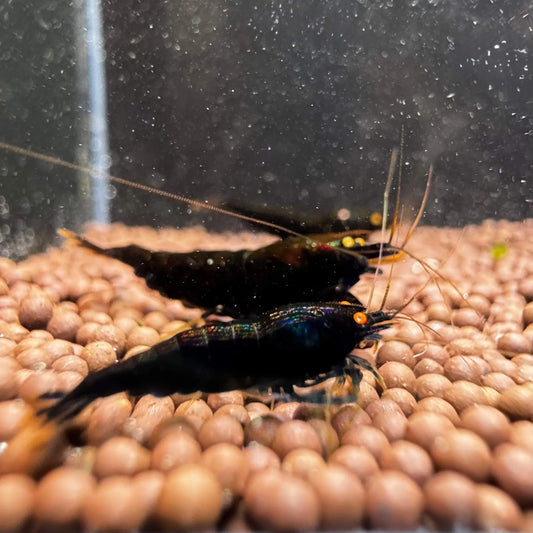 Crevette orange avec yeux noirs et diamant, modèle NageoireBleue, détail coloré et texture de la crevette.