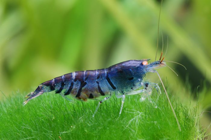 Crevette Orange Eye Blue Tiger - NageoireBleue