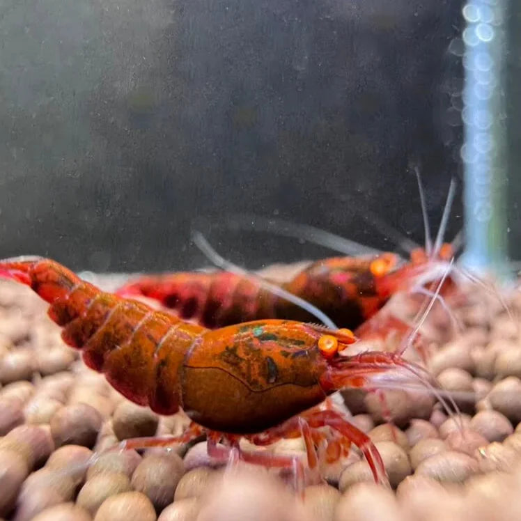 Crevette Orange Eye Red Diamond - NageoireBleue