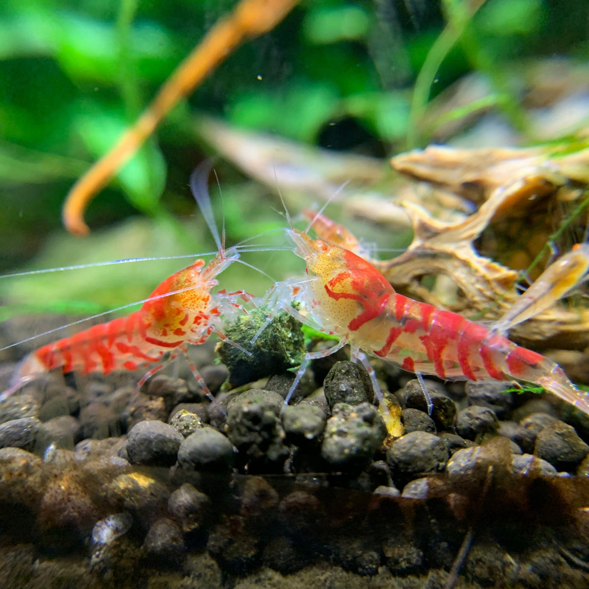 Orange eye red tiger shrimp - NageoireBleue
