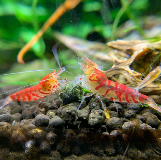 Crevettes tigres rouges orange de NageoireBleue, visibles dans un aquarium, avec des rayures noires et une couleur vive.