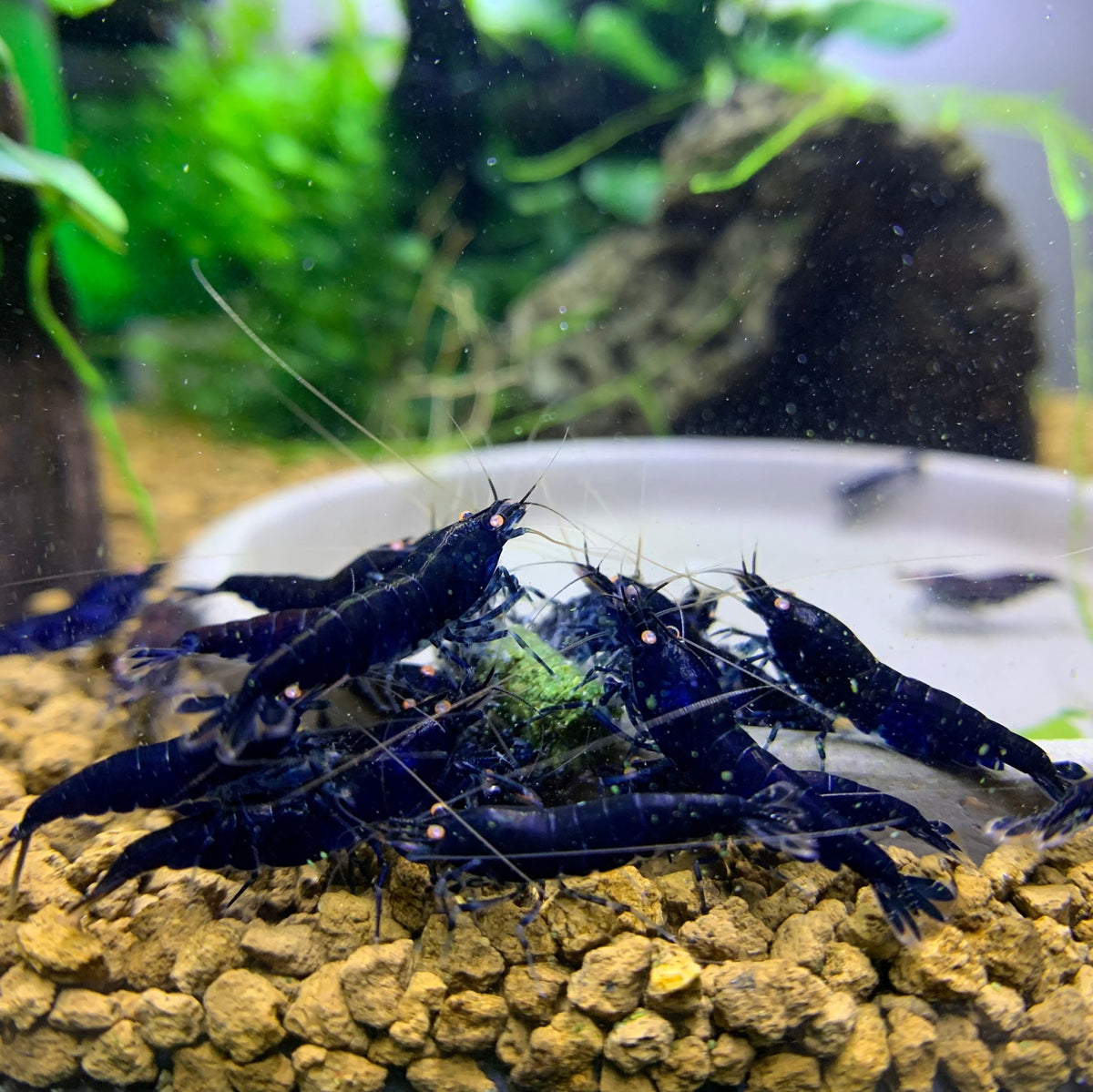Crevette Orange Eye Royale Blue - NageoireBleue