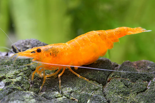 Crevette Orange - NageoireBleue