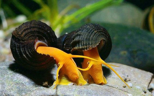 Escargots lapin Orange - NageoireBleue