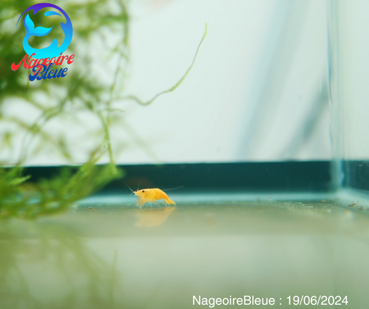 Crevette Orange Sunkist - NageoireBleue